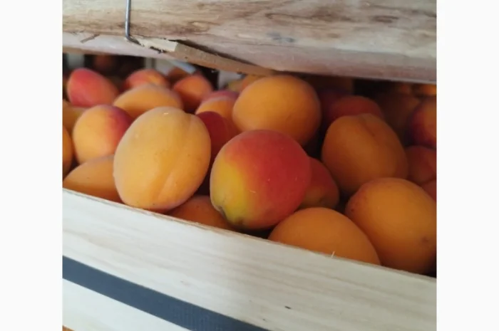 Продам абрикос отличного качества- фото № 6