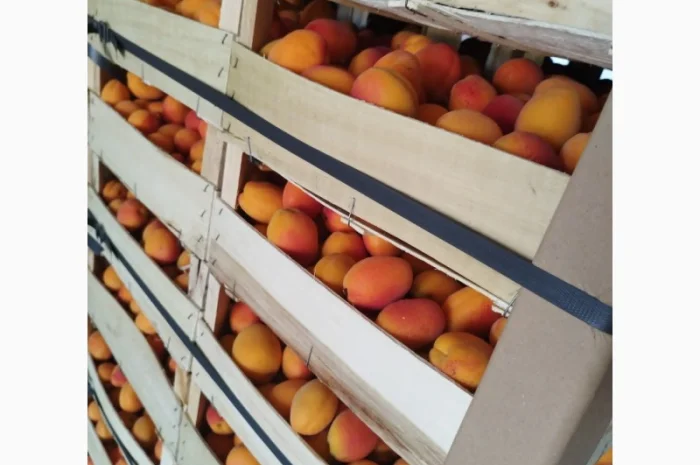 Продам абрикос отличного качества- фото № 5