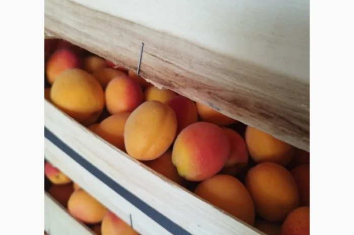 Продам абрикос отличного качества- фото № 4