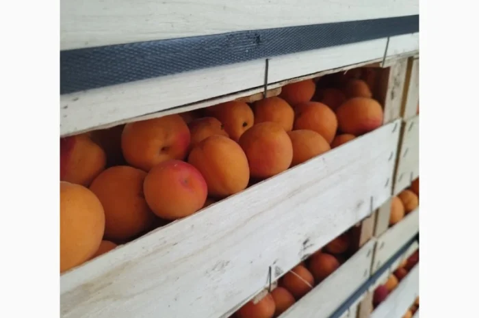 Продам абрикос отличного качества- фото № 19