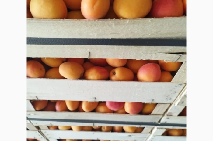 Продам абрикос отличного качества- фото № 3