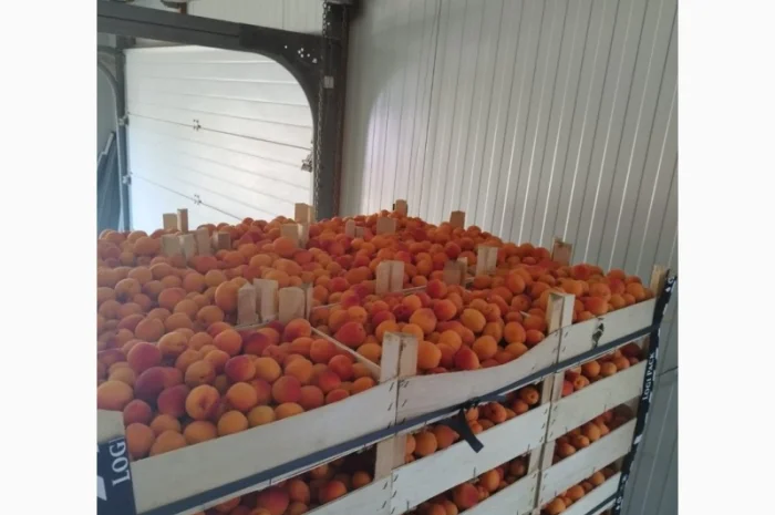 Продам абрикос отличного качества- фото № 18