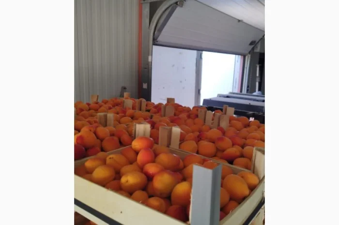 Продам абрикос отличного качества- фото № 17