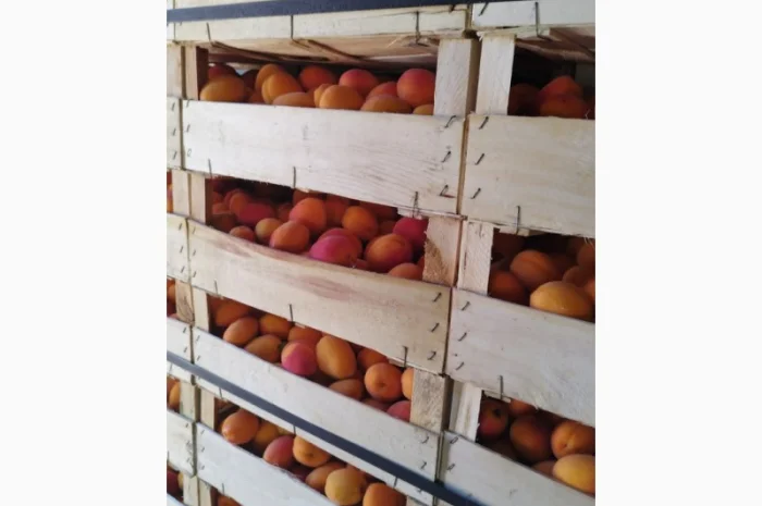 Продам абрикос отличного качества- фото № 16