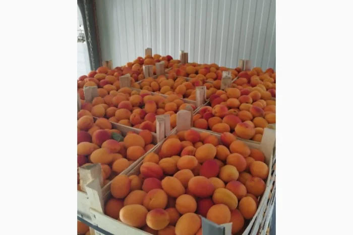 Продам абрикос отличного качества- фото № 15