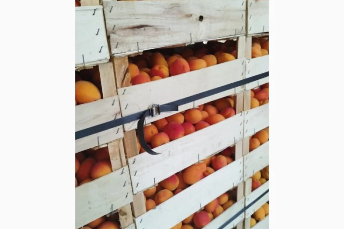 Продам абрикос отличного качества- фото № 14