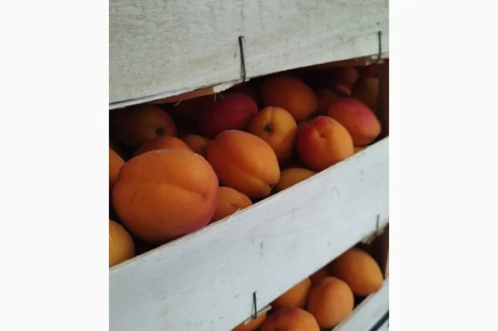 Продам абрикос отличного качества- фото № 13