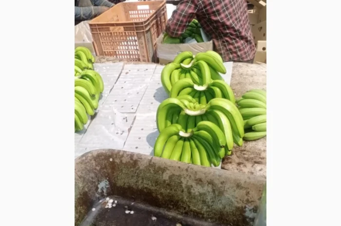 Продам бананы от Эквадорского поставщика с 20 тонн- фото № 1