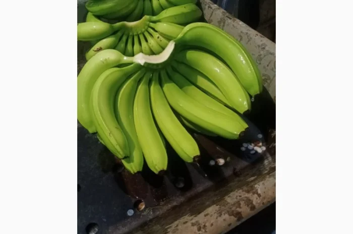 Продам бананы от Эквадорского поставщика с 20 тонн- фото № 3
