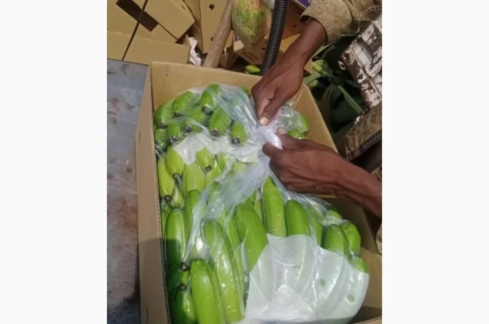 Продаж бананів від постачальника, 20 тонн в наявності- фото № 1