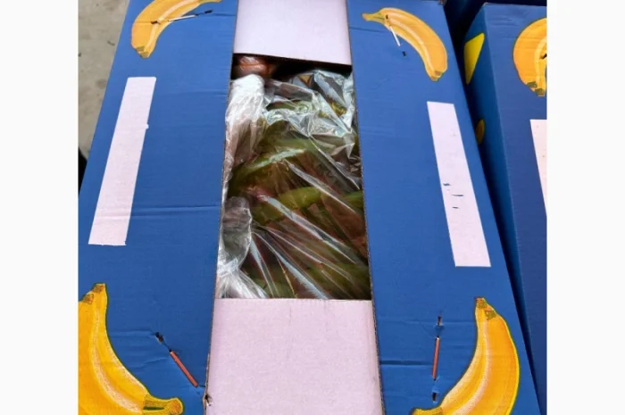 Банан Єгипет- фото № 7