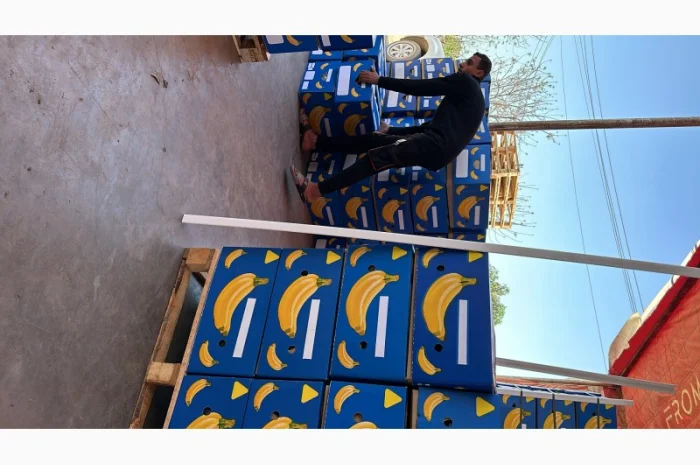 Банан Єгипет- фото № 8