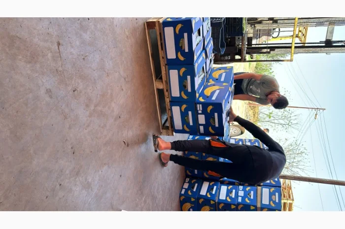 Банан Єгипет- фото № 9