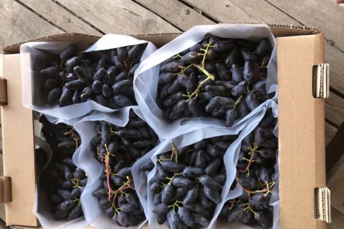 Продаж фермерського господарства з вирощування винограду- фото № 2