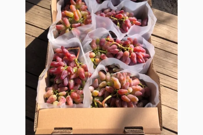 Продаж фермерського господарства з вирощування винограду- фото № 3