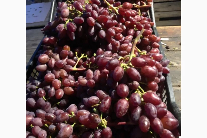 Продаж фермерського господарства з вирощування винограду- фото № 4