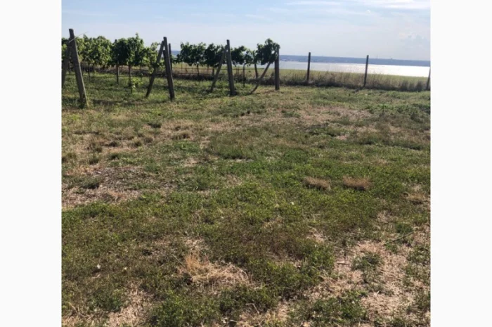 Продаж фермерського господарства з вирощування винограду- фото № 6