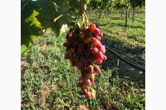 Продаж фермерського господарства з вирощування винограду- фото № 7