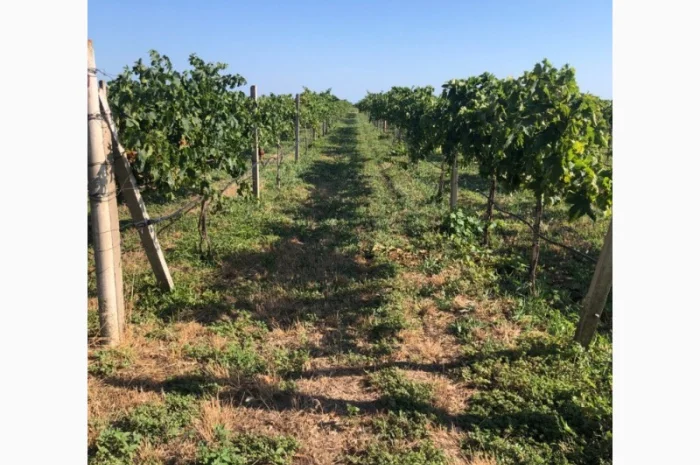Продаж фермерського господарства з вирощування винограду- фото № 8