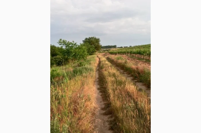 Продам винопродукт Мерло- фото № 9