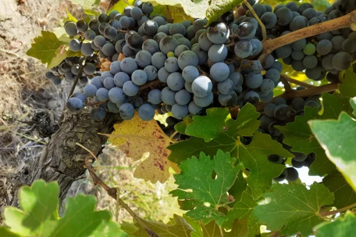 Продам винопродукт Мерло- фото № 4