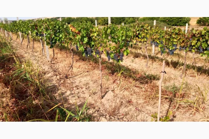 Продам винопродукт Мерло- фото № 7