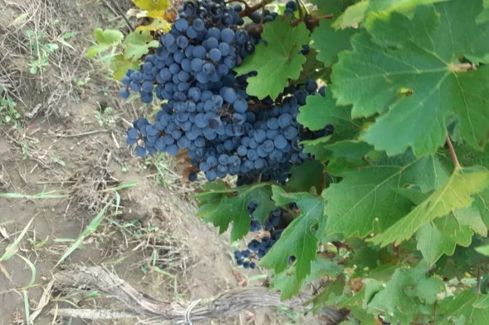 Продам винопродукт Мерло- фото № 8