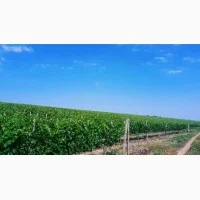 Предлагаю Виноградный сырец Мерло- фото № 4