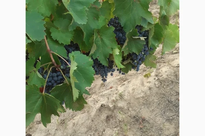 Предлагаю Виноградный сырец Мерло- фото № 5