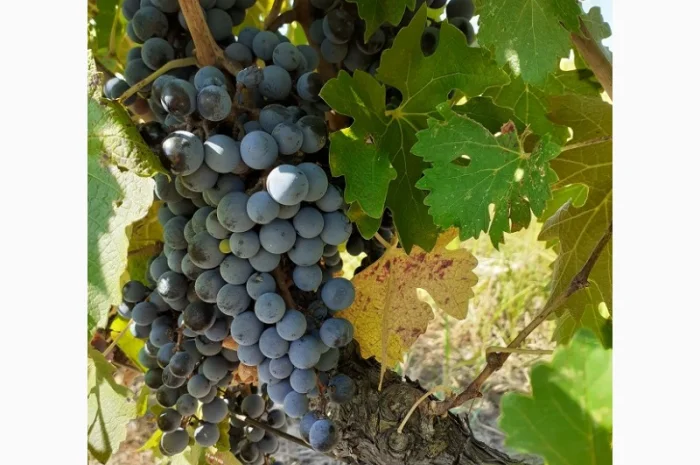 Предлагаю Виноградный сырец Мерло- фото № 1