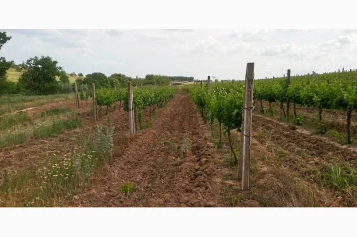 Продам Сухой Красный Вино-Продукт Каберне- фото № 5