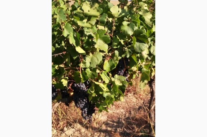 Продам Сухой Красный Вино-Продукт Каберне- фото № 6