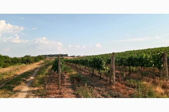 Продам Сухой Красный Вино-Продукт Каберне- фото № 8