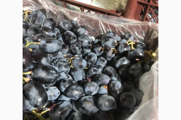 Продам виноград оптом- фото № 2