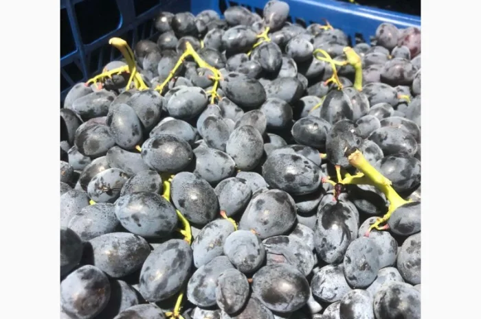 Продам виноград оптом- фото № 3