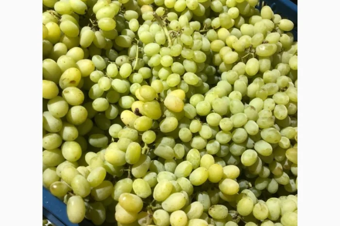 Продам виноград оптом- фото № 4