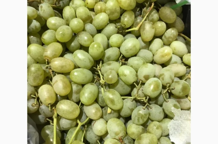 Продам виноград оптом- фото № 5