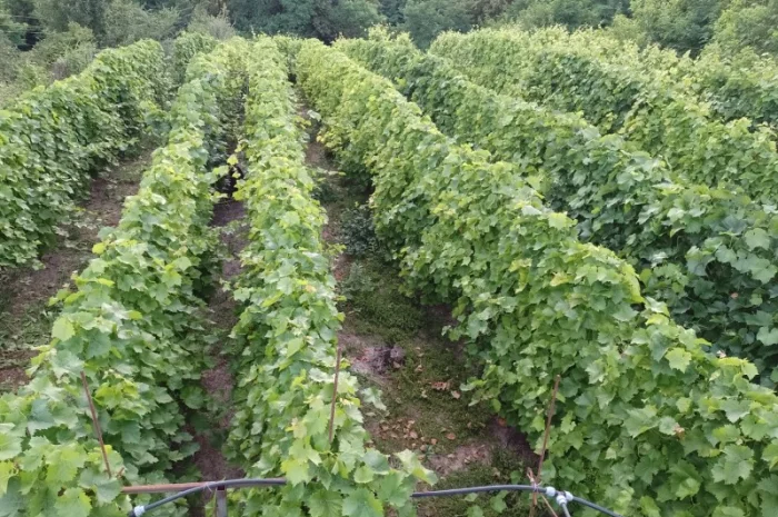 Продам виноград Молдова- фото № 1