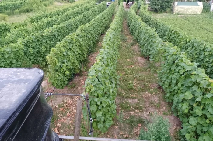 Продам виноград Молдова- фото № 2