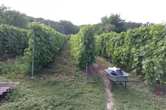 Продам виноград Молдова- фото № 3