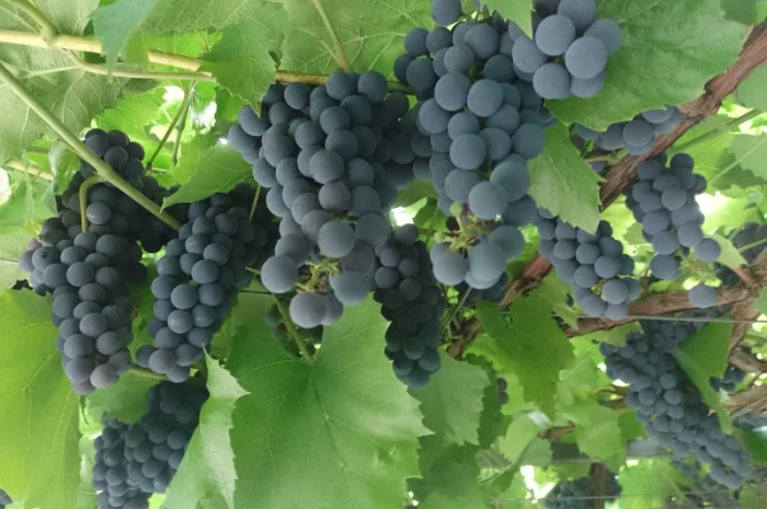 Технический виноград- фото № 1