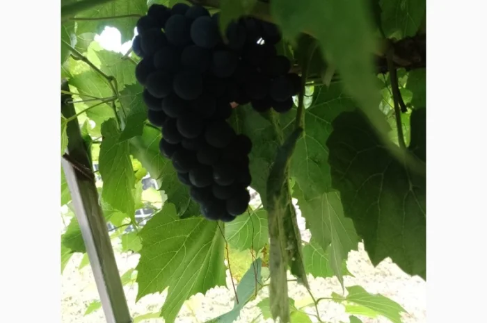 Технический виноград- фото № 2