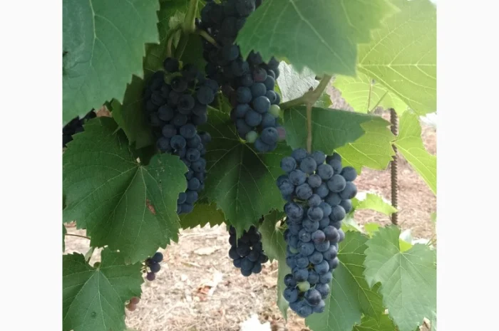 Технический виноград- фото № 3