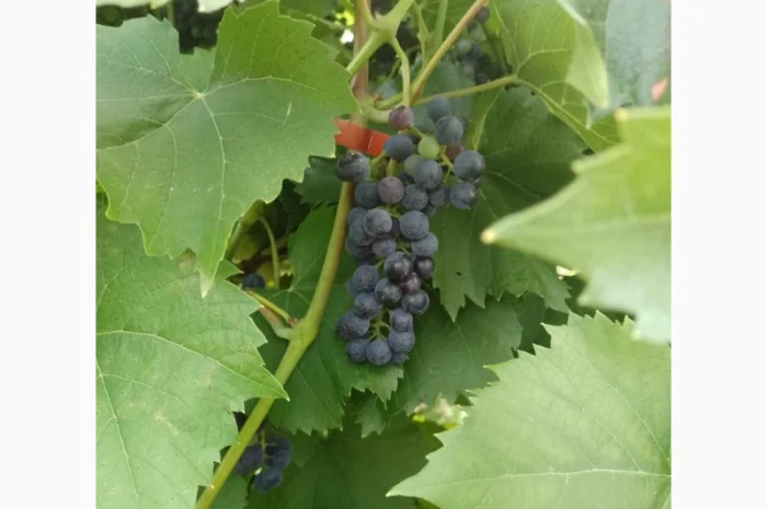 Технический виноград- фото № 4