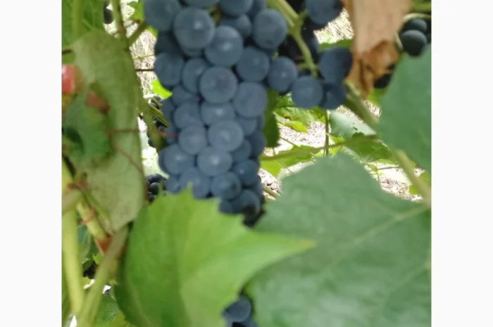 Технический виноград- фото № 5