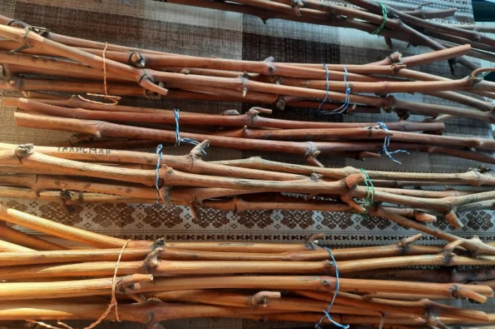 Продам черенки винограду- фото № 2