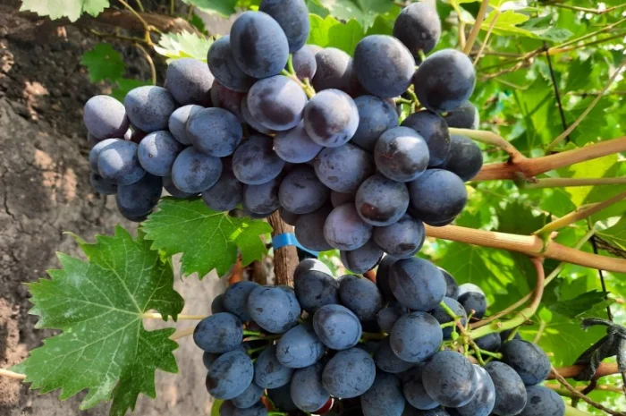 Продам черенки винограду- фото № 1