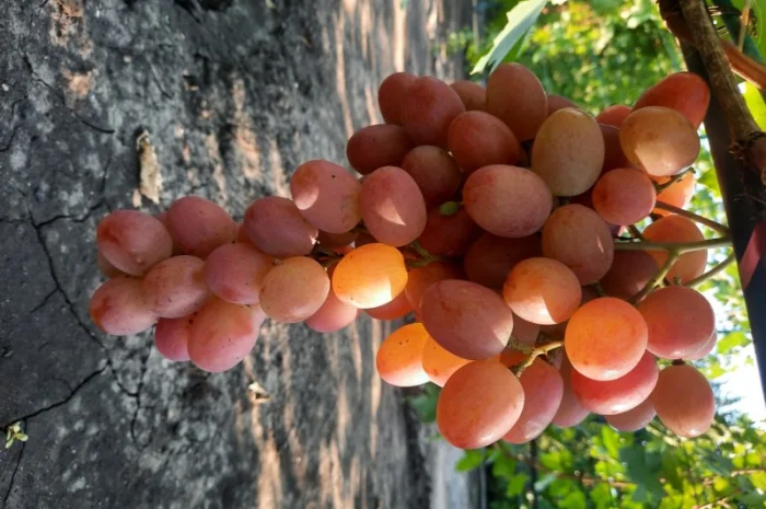 Продам черенки винограду- фото № 3