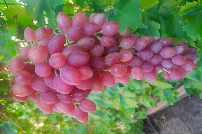 Продам черенки винограду- фото № 4