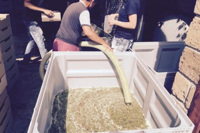 Продам технічний виноград білого сорту Буковинка від виробника- фото № 3